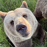 Bearadise Ranch Bear Preserve