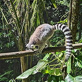 Zoo de Guadeloupe