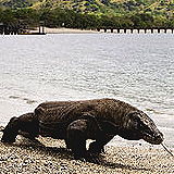 Komodo National Park
