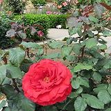 Natomas Rose Garden