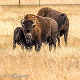 Yukon Wildlife Preserve