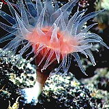 Fagatele Marine Sanctuary