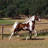 Lacey's Arabian Ranch