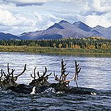 Great Kobuk Sand Dune