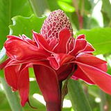 Papillote Tropical Gardens