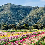 Carmel Valley