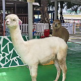 Desaru Mini Zoo