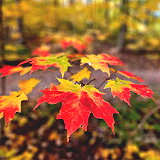 Maple Grove Forest Preserve
