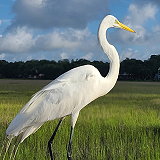 Shem Creek Park