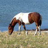 Chincoteague Island