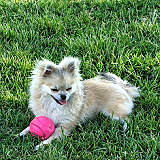 Toad Hollow Dog Park