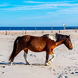 Assateague Island