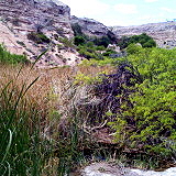Whitney Mesa Nature Preserve