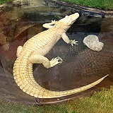 Edisto Island Serpentarium