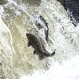 Bowmanville Creek Fish Ladder