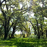 Bidwell Sacramento River State Park