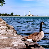 Grosse Pointe Shores