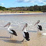 Arakwal National Park