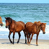 Assateague Island National Seashore